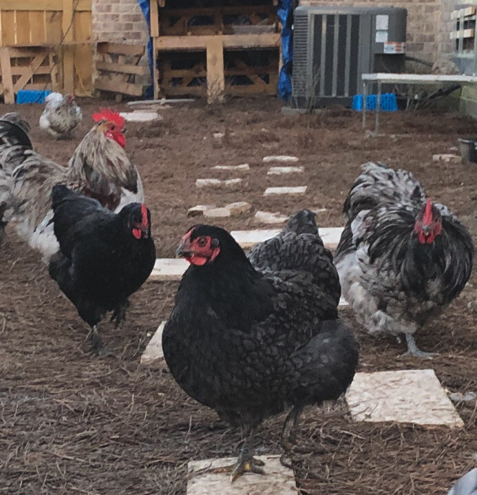 12+ Mix Chicken Hatching Eggs Ameraucans Orpingtons Wyandotte Maran Giant Cochin gallery