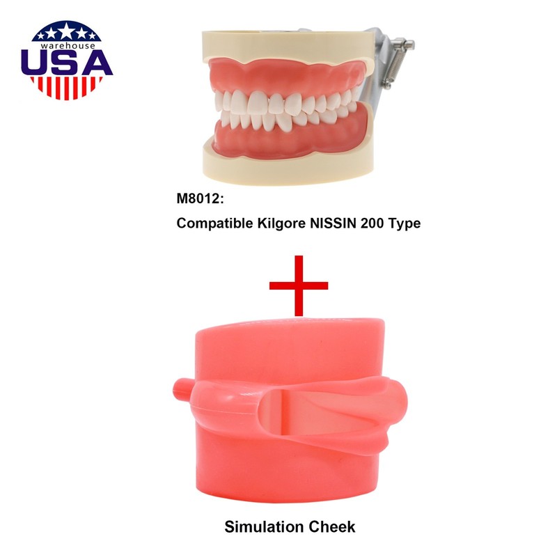 Dental 200 Type Typodont Model With Removable Teeth fit Kilgore NISSIN M8012 gallery