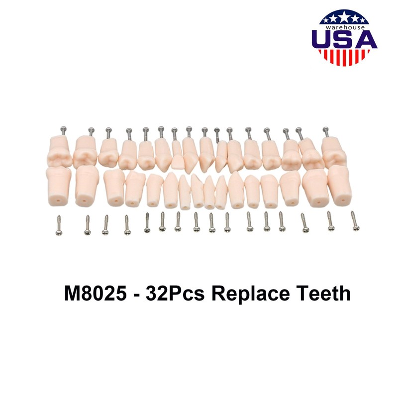 Dental 200 Type Typodont Model With Removable Teeth fit Kilgore NISSIN M8012 gallery