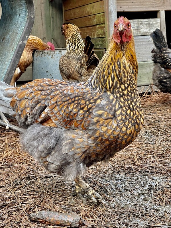 12+ Mix Chicken Hatching Eggs Ameraucans Orpingtons Wyandotte Maran Giant Cochin