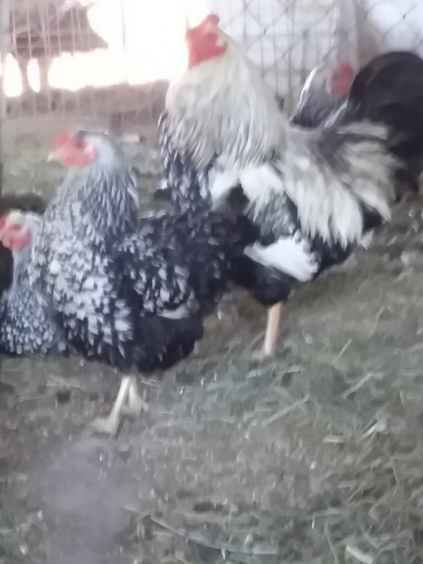 SILVER LACED WYANDOTTE fertile hatching eggs